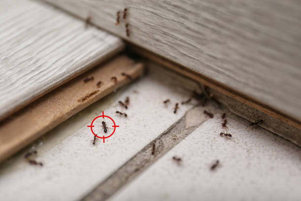 Professional Pest Control in Bucyrus, OH