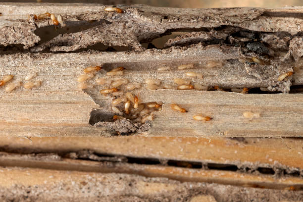 Best Pest Inspection Near Me  in Bucyrus, OH