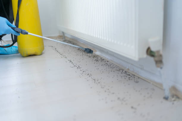 Best Flea Control Services  in Bucyrus, OH